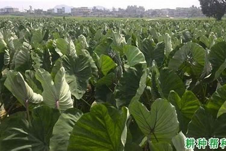 黑叶观音莲的养殖方法是什么