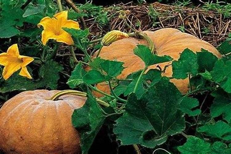 南瓜移栽后多少天可以施肥