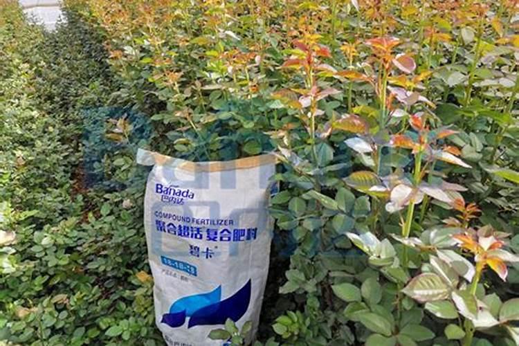 月季修剪后怎样施肥选择什么肥料好