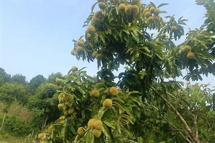 栗子怎样储存硼肥如何正确使用 栗子怎样储存硼肥怎样正确使用