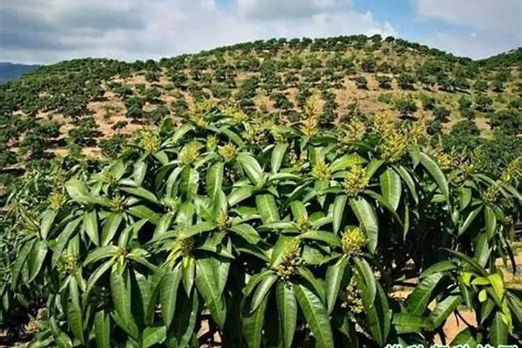 芒果树为什么不开花