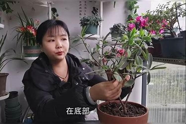 月季修剪后施什么肥