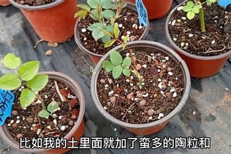 月季施肥太多怎么办