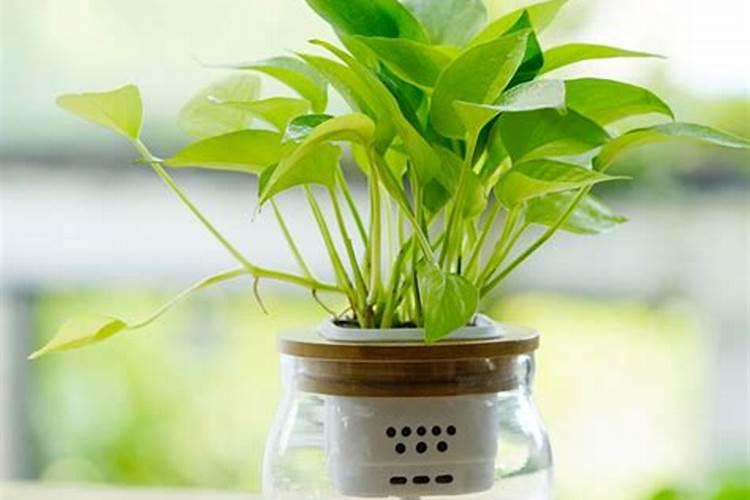 白菜花的叶打叶面肥管事吗