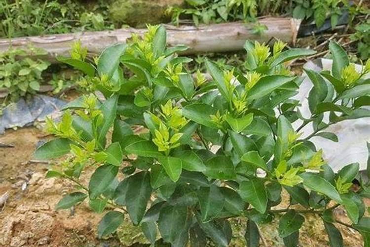 黄茶怎样施肥？