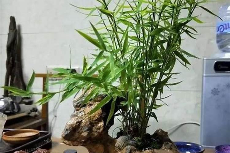 竹子施什么肥最好