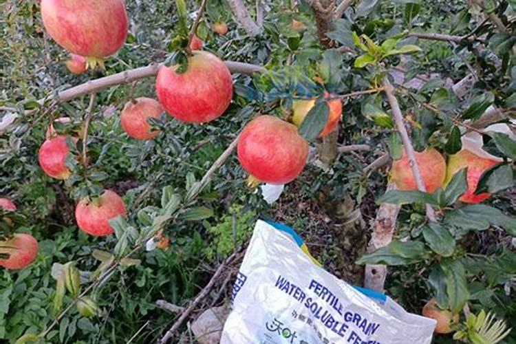 石榴用什么肥料最好