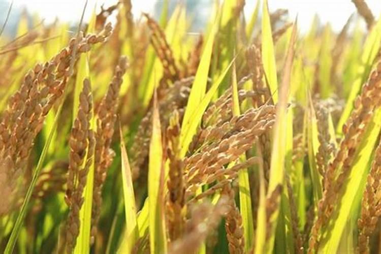 植物施用硒肥有哪几种方式及优缺点