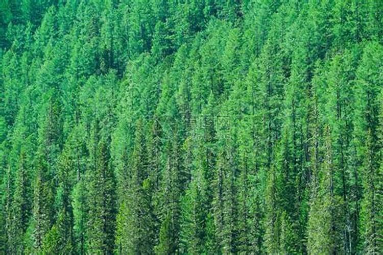 亩入20万!毛慈菇种植黄金机遇,山芋头种植技术公开,村民:比打工强多了...