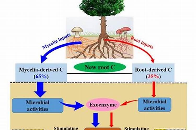 龙血树的养殖方法和注意事项是什么 龙血树如何养护
