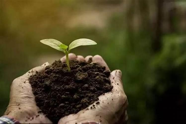 辣椒扎根不结实？意赛格为您想一招!!