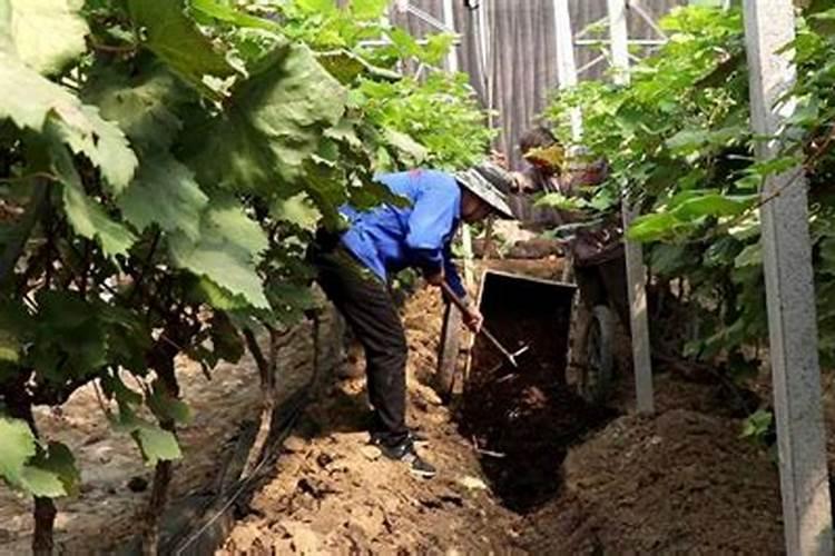 磷酸二氢钾不能和哪些类型的杀菌剂混用？用了会怎样？