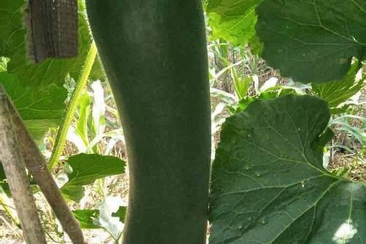 幸福树喂化肥可以吗