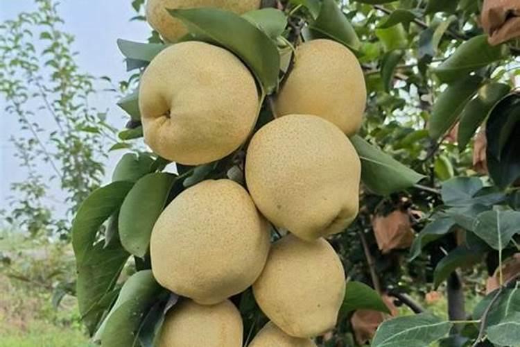 早酥红梨的栽培技术要点