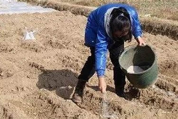 如何科学施用镁肥？