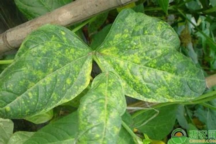 水溶肥排名前十位的有哪些品牌