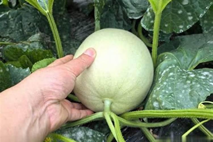 老师种大棚甜瓜一亩使用底肥多少