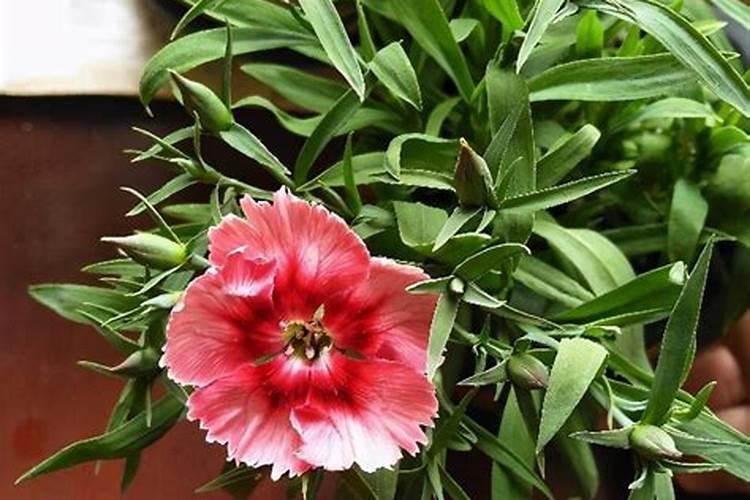 石竹花什么季节施肥最好