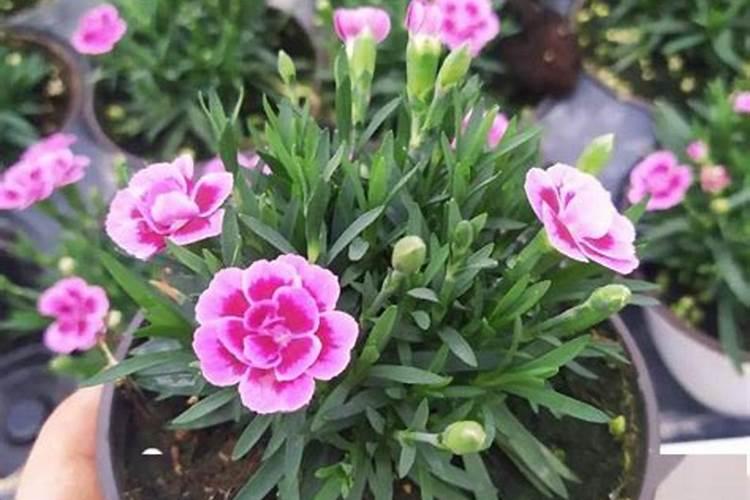 石竹花什么季节施肥最好 施肥多少合适
