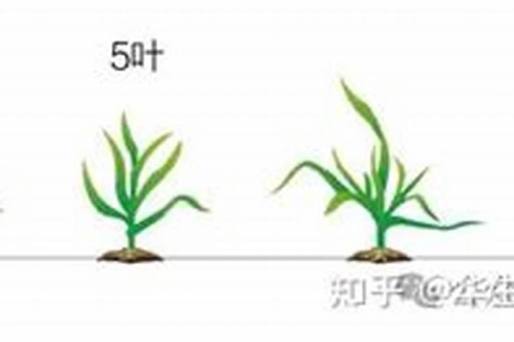 小麦施用液体氮肥怎么样？