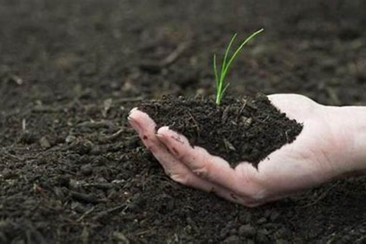 绿萝上什么肥料长得又肥又大 绿萝浇啥水长得旺