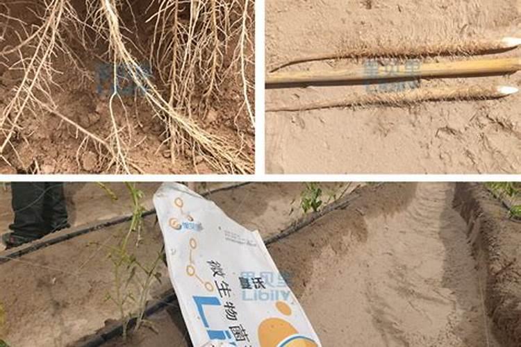 中药材生根用干什么肥料好,中药材壮根灵厂家,中药材壮根灵哪个牌子的...