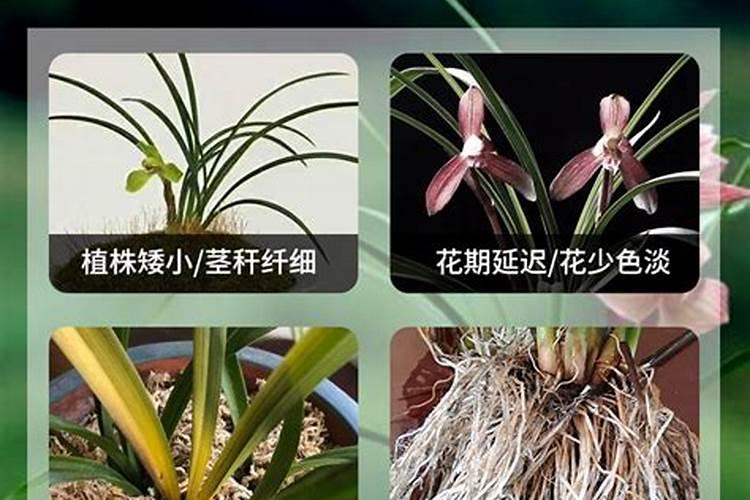 兰花施什么肥好