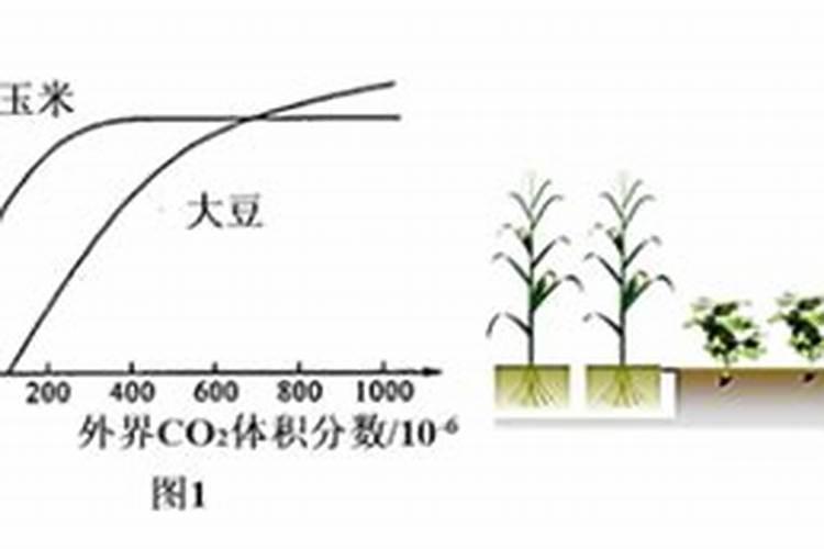 火龙果开花后要怎样打理才能结果
