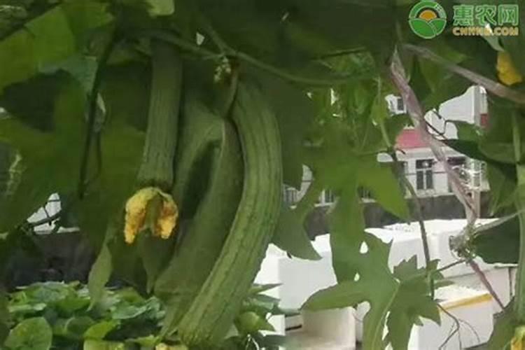 丝瓜结果的时候施什么肥 丝瓜结果的光照需求