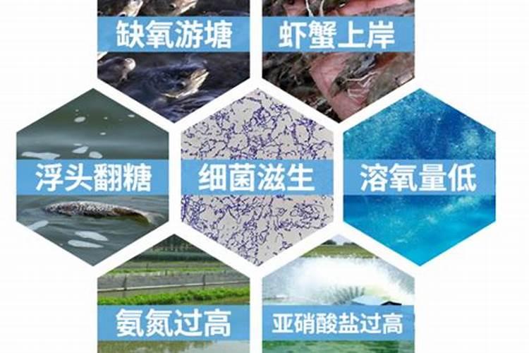 磷肥在水产养殖中的作用
