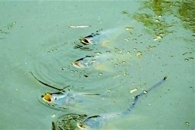 六招教你挣脱氨氮烦恼