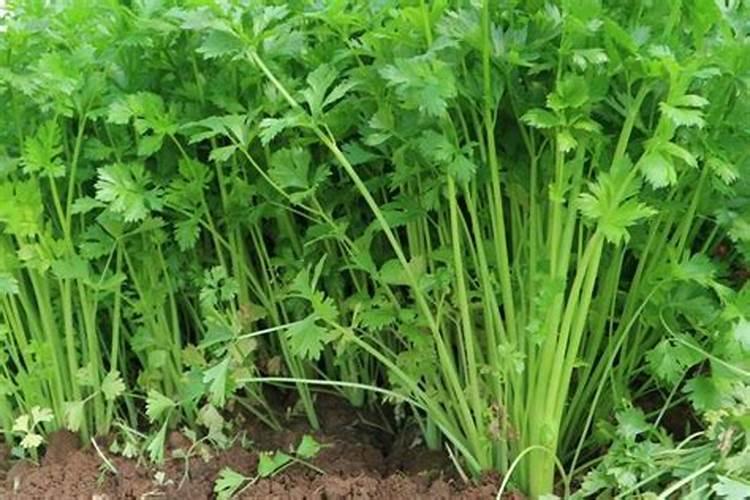 芹菜施肥方法