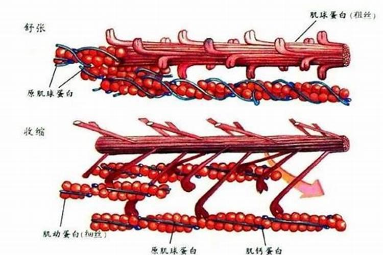 含胶原蛋白高的食物都有哪些