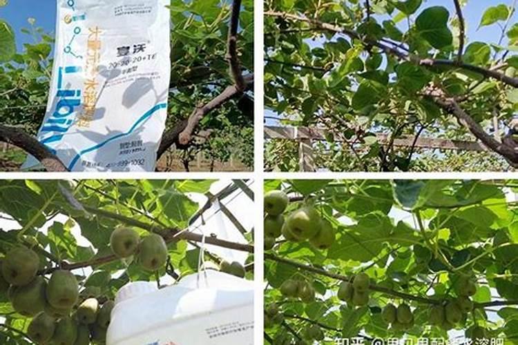 大量元素水溶肥的正确使用方法