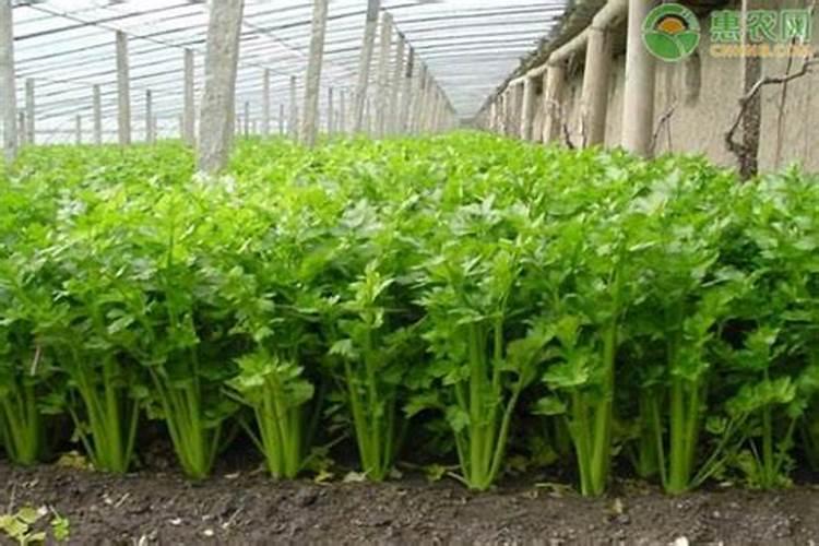 芹菜追肥用什么肥料好