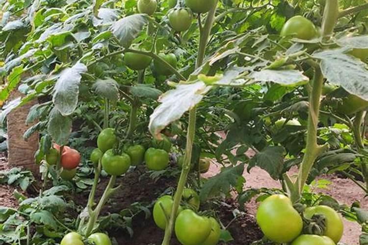 西红柿的种植用什么肥料好