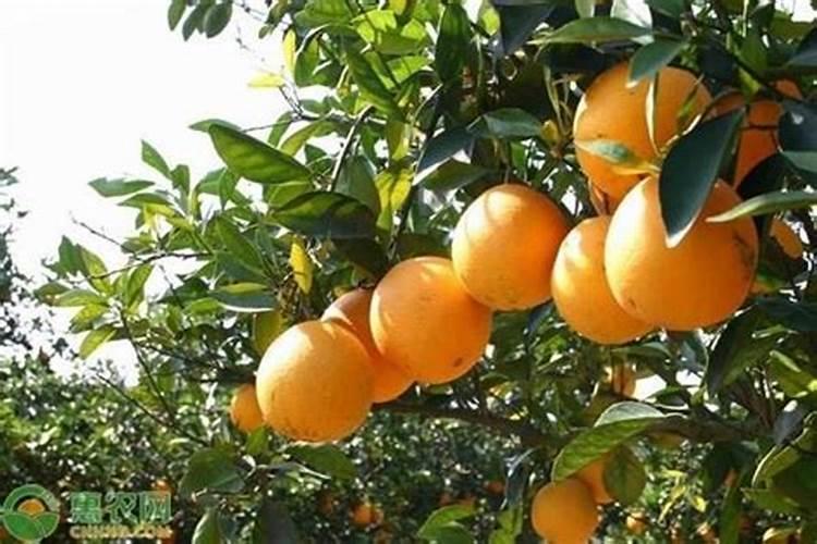 现在脐橙能追肥吗？
