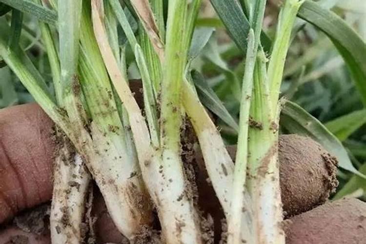 小麦一喷三防都用什么药效果最好？