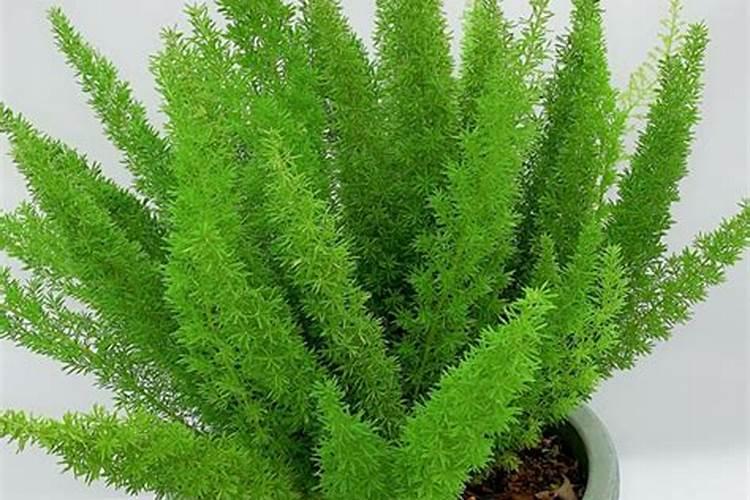 毛豆栽培技术 毛豆养殖方法简介