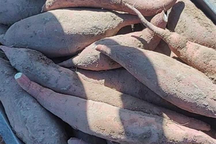 红薯最怕三种肥料