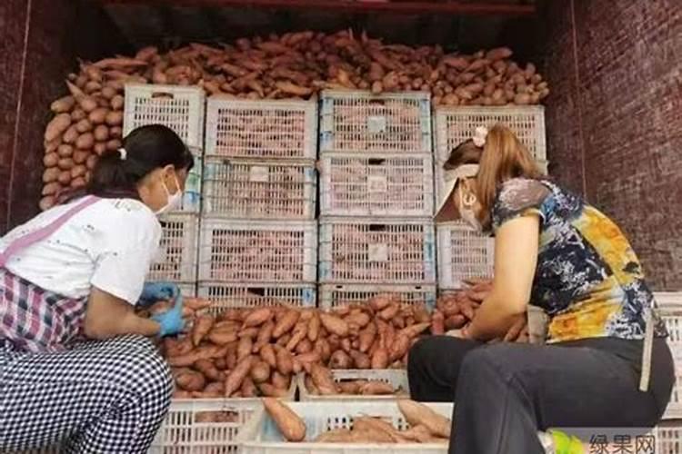 红薯 宝宝专用肥在土豆上能用吗