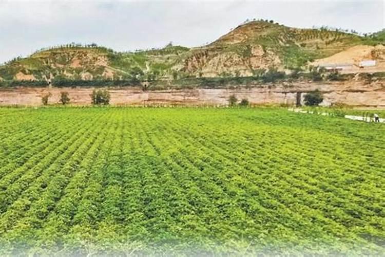 红薯种植根茎块膨大肥料哪种好？红薯膨果期用什么肥料？