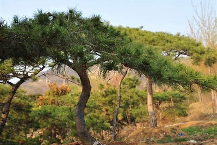 如何种植松树及管理和施肥