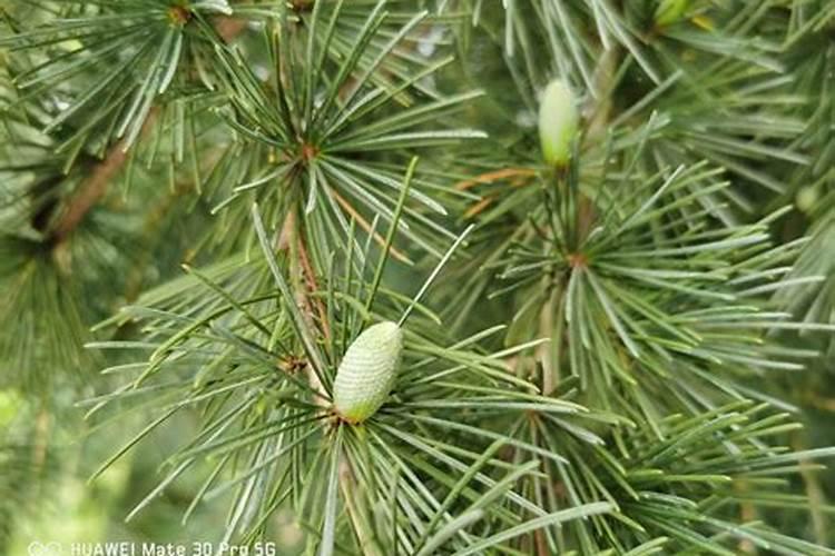如何种植松树及管理和施肥