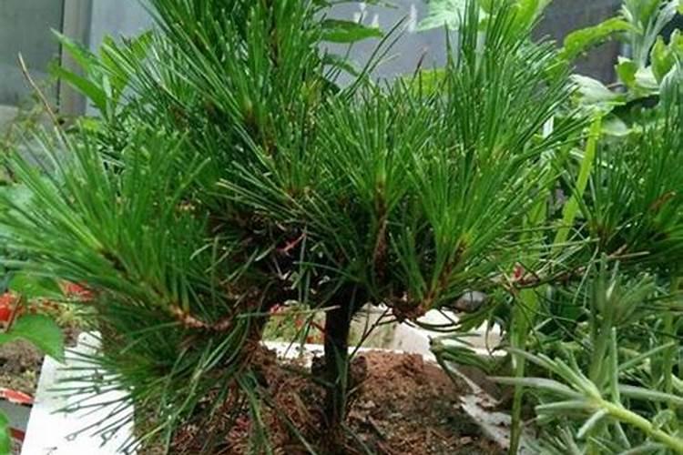 如何种植松树及管理和施肥