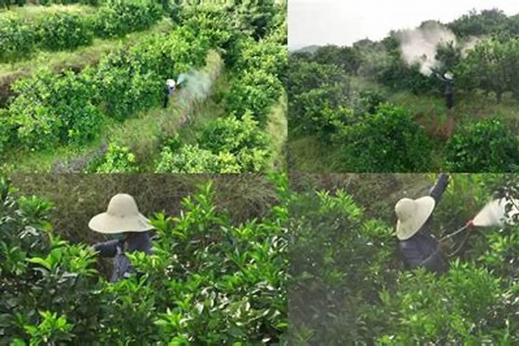 脐橙开花后怎么养 脐橙开花后如何养