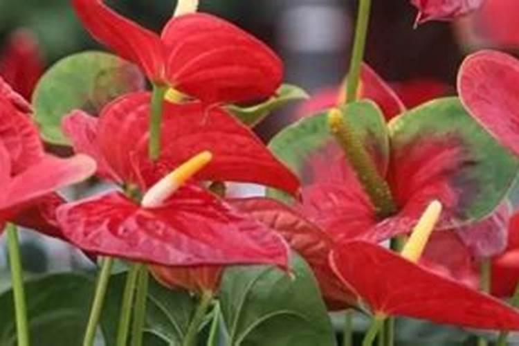 养红掌用什么肥料