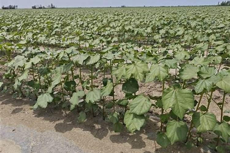 白术充地下膨果丰效果怎么样