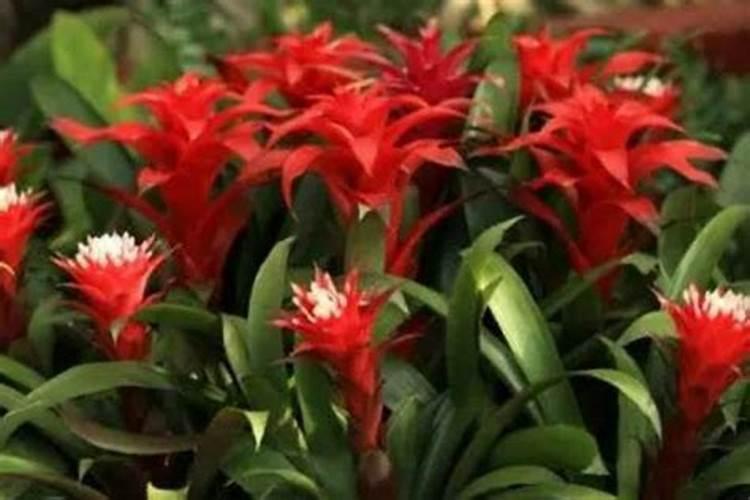 “鸿运当头”这种花怎么养？