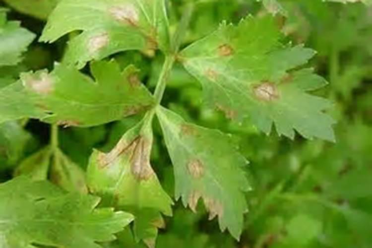 醋做叶面肥的比例和效果如何？